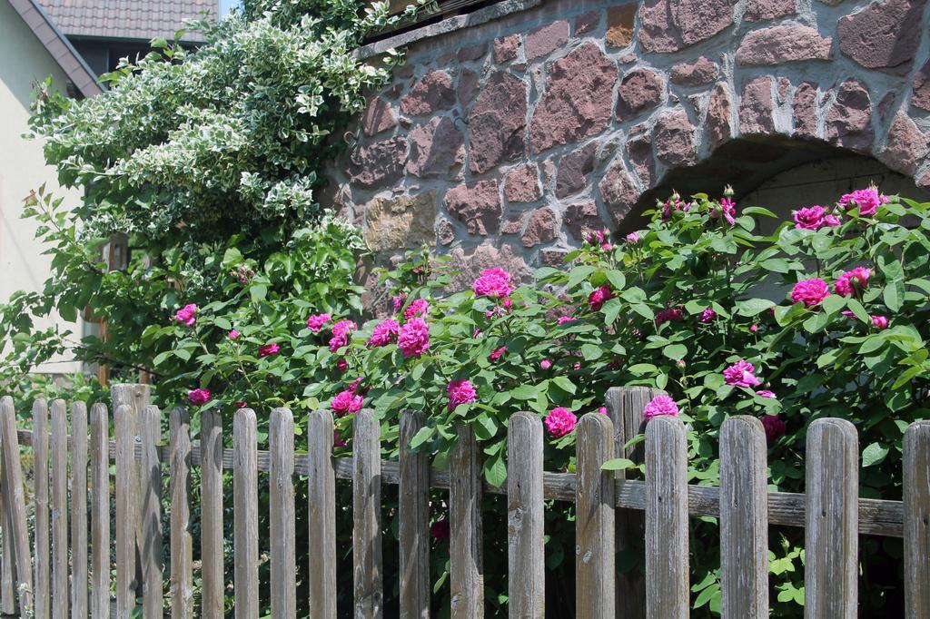 Haus Am Bergli Lejlighed Herbolzheim Værelse billede